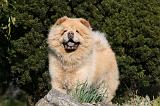 CHOW CHOW 681